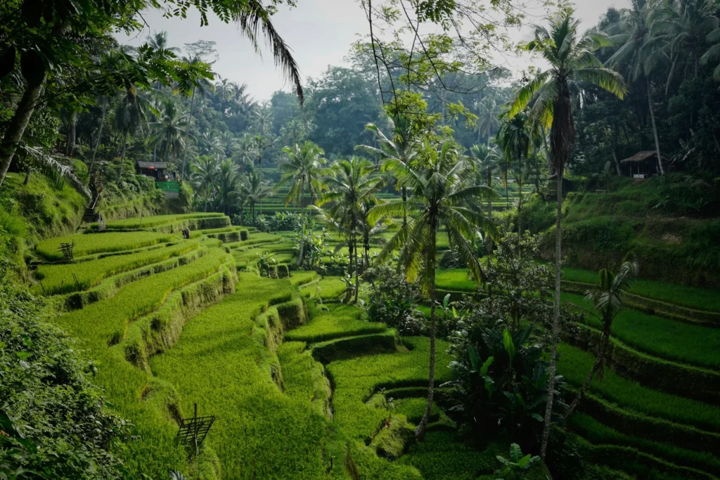 Bali Green Landscapes